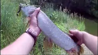 Копия силикона Keitech Easy Shiner.