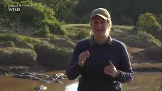 Сафари в прямом эфире. Серия 2. Миграция