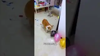 Лопни все шарики и выиграй шоколад 🎈   #short