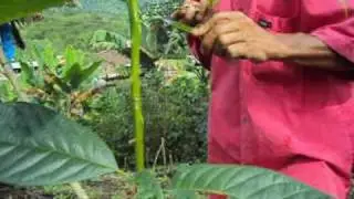injerto de frutales