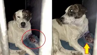 Rescue Poor Dog who was infection in his leg spread and ate away at his flesh