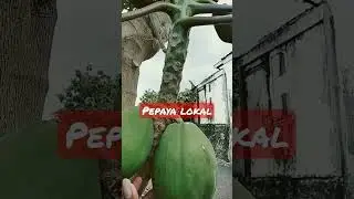 Pepaya Lokal Bukan California #shorts #petani #petaniorganik #pepayacalifornia #farmer #petanimuda