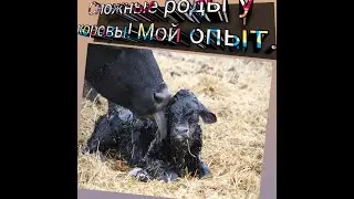 Сложные роды у коровы! Мой опыт.