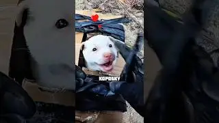 Парень нашёл щенка на дороге 