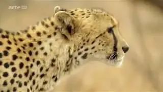 Ein Jahr in der afrikanischen Savanne [Doku]