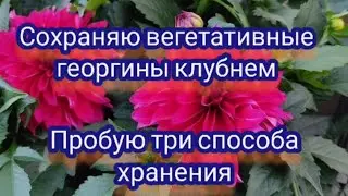 Вегетативные георгины. Три способа сохранить клубни