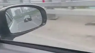 Собака бежит за машиной