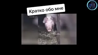 ПРИКОЛЫ 2020 ЛУЧШЫЕ ДО СЛЕЗ // BLACK CAT // УГАР СМЕХ ЮМОР И РЖАКА // ЗАСМАЙСЯ ЧЕЛЕНЖ