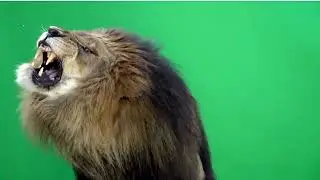 green screen lion, animals, animation, chroma key