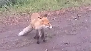 Голодная лиса вышла на дорогу.The hungry fox came out onto the road.