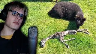 ВЫ БУДЕТЕ В ШОКЕ ОТ ЭТИХ ВИДЕО | anyhamster17 - Daily Dose of Internet | Реакция