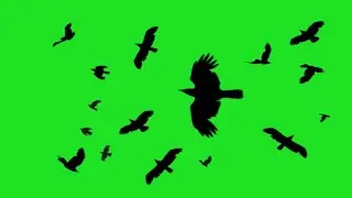 black birds flying green screen chroma key effect HD