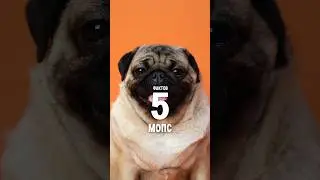 5 фактов о породе – Мопс 
