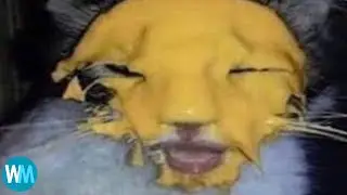 Top 5 Cheese