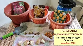 Выращивание тюльпанов дома на балконе в горшке. Посадка луковиц.
