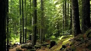 4K Videos (ULTRA HD) || Trees@Forest || Background Videos || Non Copyrighted Videos