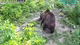 18.06.2023           Просто походка  Мансура и  шаги во время гона