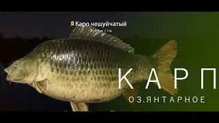 🐠Russian Fishing 4 /Русская рыбалка 4 ▶🐟 о. Янтарное Карпы!!!)))🐟