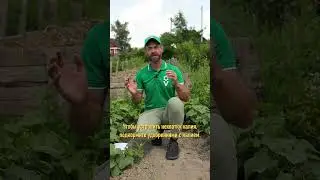 Вот чего не хватает вашим огурцам для отличного урожая!