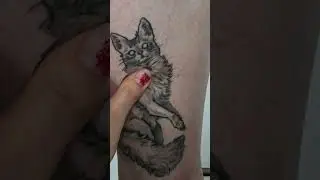 зажившие коты
