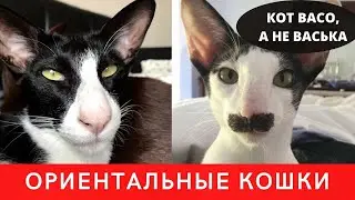 Ориентальная Кошка. Коротко о Породе Ориентальный Кот.Приколы с Котом