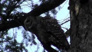 2 Barred Owls Talking