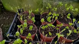 Гортензия серии Рандеву 4 сорта