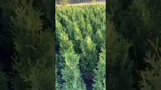 Туя западная Малоняна (Malonyana)