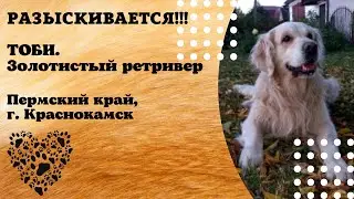 Пропала собака! ТОБИ. Золотистый ретривер. Пермский край, г. Краснокамск
