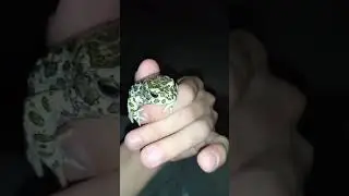 лягушка