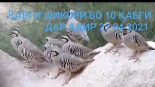 ҚАБГИ ШИКОРИ БО 10 КАБГИ СУРАК 2021