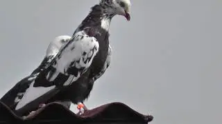Черные чили в 