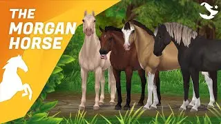 The UPDATED Morgan! ✨ | Star Stable Horses