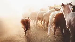 Australian shepherd Woody - Sheepdog Training [ outrun, drive, split ]