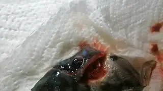 Дискусы без паразитов .