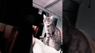 Дачный кот кузя