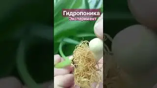 Развалилась гидропоника #tulpa #8марта #выгонка #тюльпаны #гидропоника