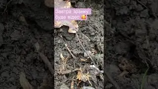 Знайшли щось гарне)