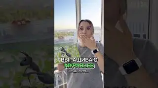 ВЫРАЩИВАЮ МУРАВЬЕВ ПРОДОЛЖЕНИЕ