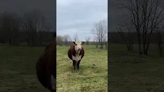 Воля вольная, хочу тут отелюсь, хочу там! 