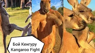 Kangaroo Fight/ БОЙ КЕНГУРУ/ #Kangaroo #Fight #бой #КЕНГУРУ #rek #shorts #mrbeast