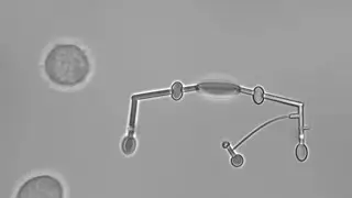 Soft microrobots manipulating individual cells