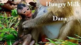So pity Daniela | Dana is feeling bored to give milk | Baby Daniela cries tantrum cos hungry milk