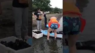 Варварски выгребают: Китайцы разграбили морское дно на острове Русский