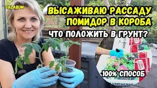 БЕЗ ЭТИХ ПОДКОРМОК НЕ ВЫСАЖИВАЙТЕ рассаду томатов. Делюсь секретами богатого урожая 