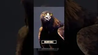 Golden Eagle, King of Eagles