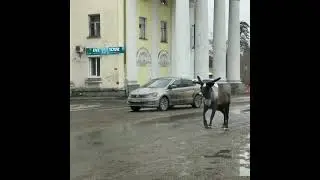 Олень в городе