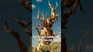 World's Oldest Tree?!