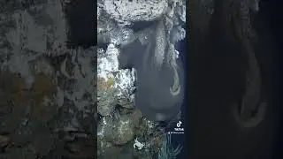 Unwind with the breathtaking beauty of deep-sea hydrothermal vents 🔥⁠  #mbari #deepsea #fypage #fyp
