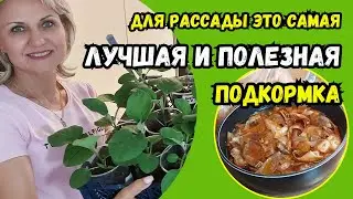 САМАЯ ЛУЧШАЯ И ПОЛЕЗНАЯ ПОДКОРМКА для рассады. Полейте, чтоб была здоровой и крепкой. 